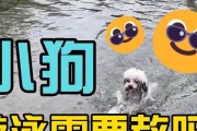 狗狗游泳的好处及适宜游泳时间（让你的狗狗享受游泳乐趣，健康快乐的水中时光）
