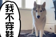 给宠物狗穿鞋的利弊分析（是保护还是伤害？探究狗狗穿鞋的实际效果）