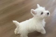 如何喂养西高地白梗幼犬？（从营养到训练，全方位呵护你的爱宠）