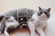 猫皮肤上长红包的原因及治疗方法（揭开猫皮肤红包的谜团，解决你的困惑！）