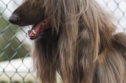 了解阿富汗猎犬（探秘阿富汗猎犬各项特征标准，了解其性格、外貌、护理和训练要点）