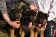 武汉纯种小德牧犬价格详解（以宠物为主，了解小德牧犬的市场价格）