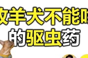 柯利犬的常用药物及用途（了解柯利犬的用药指南，让你的爱犬健康快乐）
