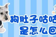 小狗为什么老叫唤？（探究小狗叫唤的原因以及如何应对）