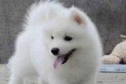 以萨摩耶驱虫的必要性（宠物养护，从驱虫开始）