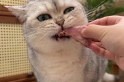旺仔小馒头能不能给猫咪吃？（了解旺仔小馒头的成分，给猫咪营养健康的保障）