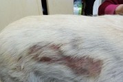 狗狗蠕行螨（揭秘狗狗蠕行螨的源头，了解症状与有效治疗方法）