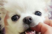 为宠物的健康着想，重视狗狗口腔卫生（帮狗狗坚持刷牙，避免口腔疾病的发生）