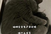 揭秘猫咪生产的奥秘（从配对到出生，猫咪生产过程大揭秘）
