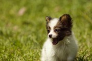 如何给蝴蝶犬修毛？（6个简单步骤让你的宠物焕然一新！）