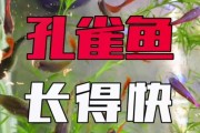 家养孔雀的饲养秘籍（详解孔雀的食物需求与饲养技巧）
