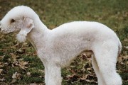 探秘贝灵顿犬的宠物生活（从喂养到训练，打造快乐的陪伴生活）