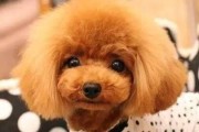 泰迪犬美容技巧大揭秘（掌握这些技巧让你的泰迪更加可爱迷人）