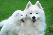 如何正确饲养萨摩耶——萨摩耶犬的饲养技巧（了解萨摩耶犬的特点，让你成为最棒的主人）