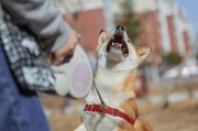 秋田犬与柴犬的特殊亲子关系（两只柴犬的妈妈为6个月大的秋田犬提供关爱与保护）