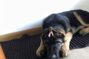 如何应对德国牧羊犬感冒（宠物犬感冒症状及治疗方法详解）