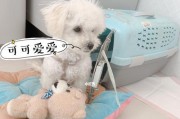 如何消除比熊体味？（除臭小技巧教你轻松解决）