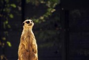 宠物斗牛犬训练（探究斗牛犬的训练方式及其对宠物健康的影响）