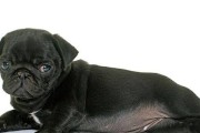 如何训练八哥犬成为优秀宠物？（从萌新到行家，这些技巧让你的八哥犬变得乖巧听话）