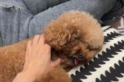 泰迪狗哼唧声的含义（揭秘泰迪狗哼唧声的真相）