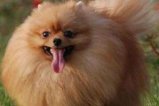 两个月的博美狗粮泡不泡？