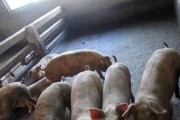 腊肠犬胃肠炎的症状及治疗（宠物健康重要，小心腊肠犬胃肠炎）