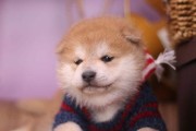 如何处理打结的柴犬毛发（教你如何给爱宠清理打结的毛发，让TA变得更可爱）