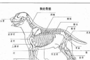 狗妈妈缺钙的表现及原因（狗妈妈缺钙引发的健康问题和解决方法）