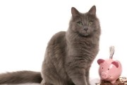名人与猫的深度情缘（探索名人与猫之间的特殊关系）