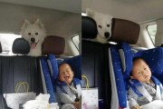 带狗狗乘车注意事项（保障狗狗安全出行，从这些方面入手）