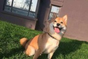如何给你的秋田犬洗澡？（注意事项与正确方法）