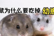 仓鼠的食量与营养需求（一天大约能吃10克干粮，仓鼠的主要食物来源和摄入量）