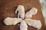 如何科学护理金毛犬宝宝（从喂食到清洁，全方位看护你的金毛犬宝宝）