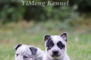 澳洲牧牛犬价格一览（探索纯种澳洲牧牛犬的市场价格及其特点）