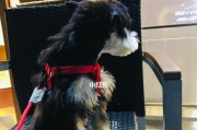 雪纳瑞换牙期间的小贴士（如何帮助你的爱犬度过换牙期）