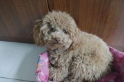 从深色到浅色，泰迪的颜色变化之谜（探寻泰迪颜色变浅的原因及对宠物养护的影响）