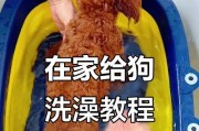 大狗生完后多久可以洗澡？（洗澡对大狗的恢复与健康有何影响？）