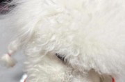 如何帮助狗狗下奶？（了解狗狗下奶的重要性及提供适当食物的方法）