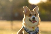 为什么柯基犬老是吃草？（探究柯基犬吃草的原因，了解如何避免柯基犬吃草的危害。）