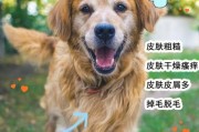 冬季宠物护理（冬季天气变冷，狗狗皮肤容易干燥脱皮？这些方法可解决！）