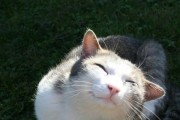 猫咪的眨眼语言：什么情况下猫咪向你眨眼睛，意味着什么？