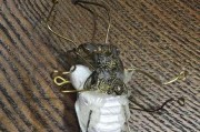 狗肚子里的虫子——揭秘犬蛔虫（探索犬蛔虫的生态特征和对狗健康的影响）