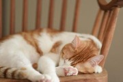 为什么猫喜欢躺着睡觉？（揭秘猫咪睡姿的奥秘）