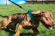 如何做好比特犬的保健工作（一只健康的比特犬，让你的生活更美好）