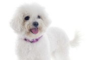 比熊犬口臭治疗大全（清除口臭，让宠物更健康）