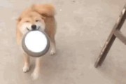 哪种狗狗寿命最长？（探寻狗狗寿命排行榜，寻找长寿犬的秘密）