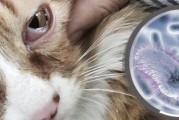 狗狗感染疱疹病毒应该怎么办？（详解疱疹病毒对狗狗的影响及治疗方法）