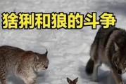 藏獒的价格及其与狼的战斗力比较（纯种藏獒的价格多少钱一只？藏獒与狼谁更强大？）