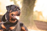 适不适合养罗威纳犬？从这15个方面来看！（如何判断是否适合养罗威纳犬，这些方面需要考虑！）