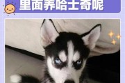 养哈士奇小狗必须知道的注意事项（从宠物到家庭成员，打造和谐狗狗生活）